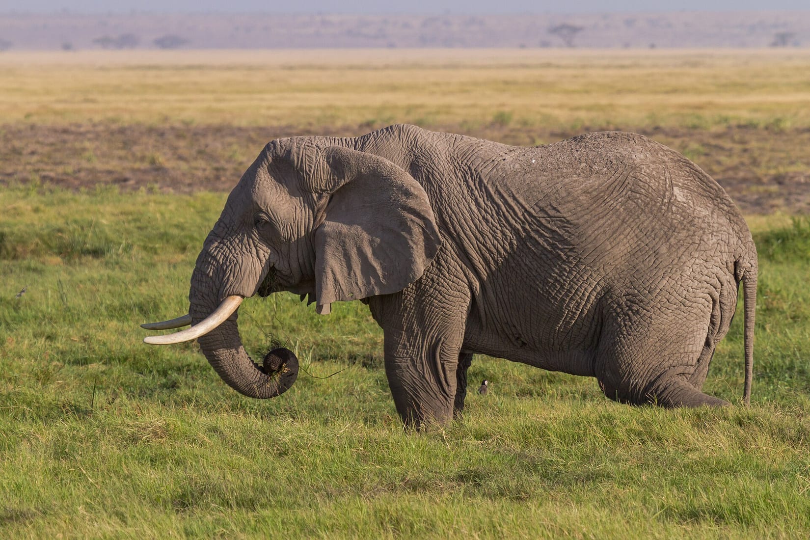 Fly your guests to Tanzania for a wedding in the Serengeti