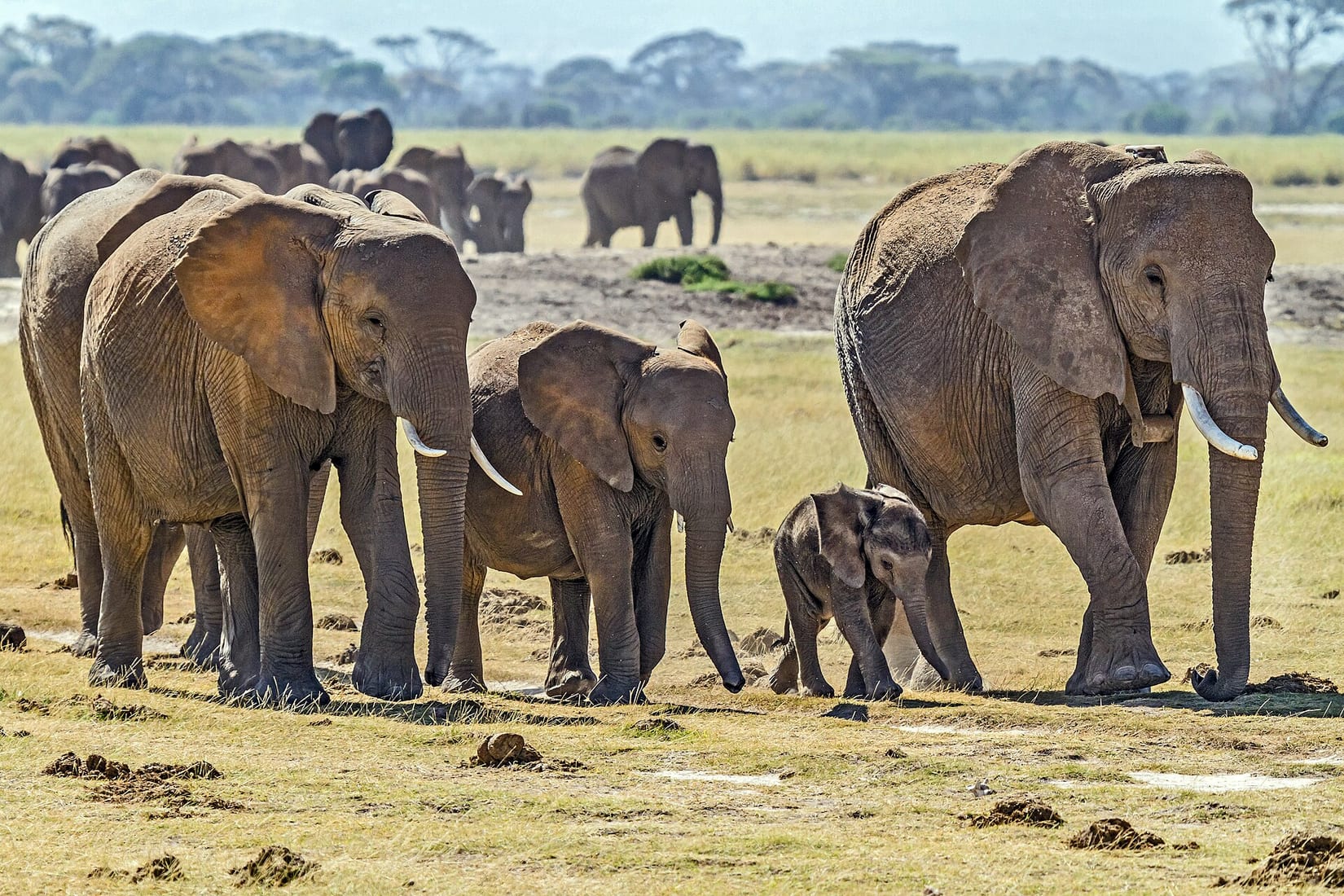 Africa